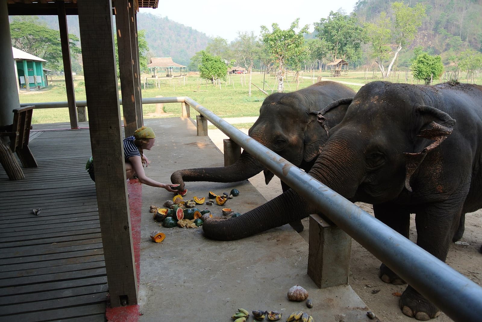 Rencontrer les éléphants comme il se doit