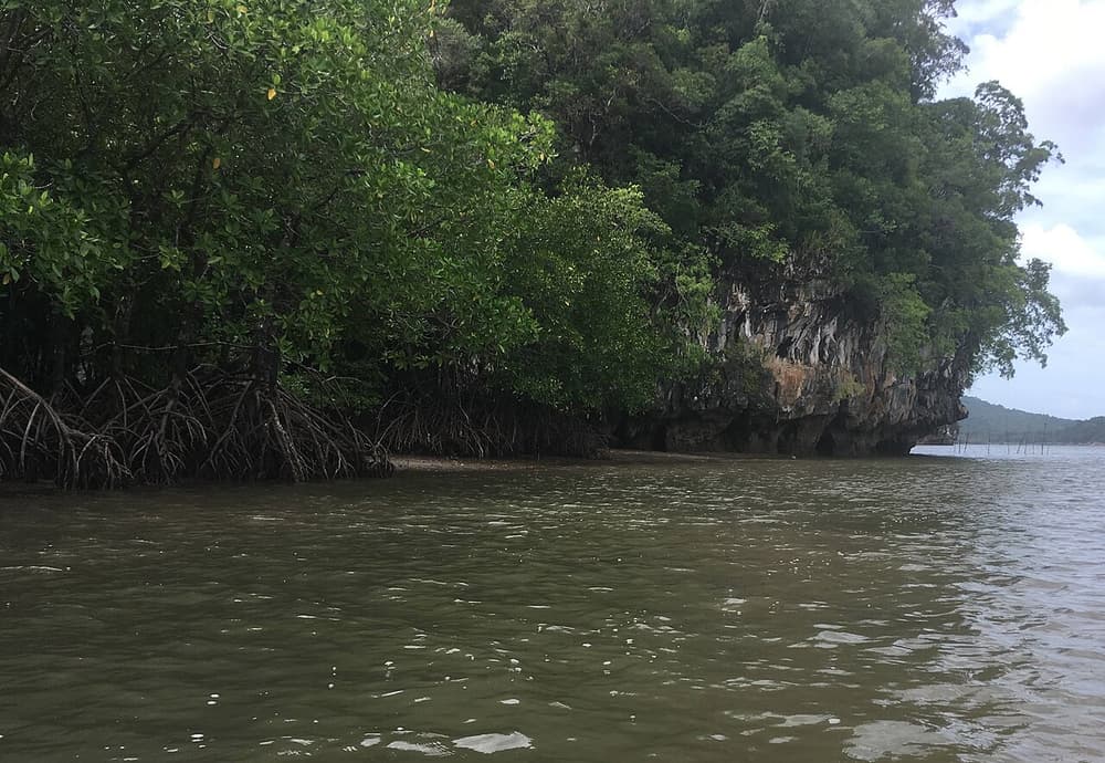Sortie kayak dans la mangrove d’Ao Thalane