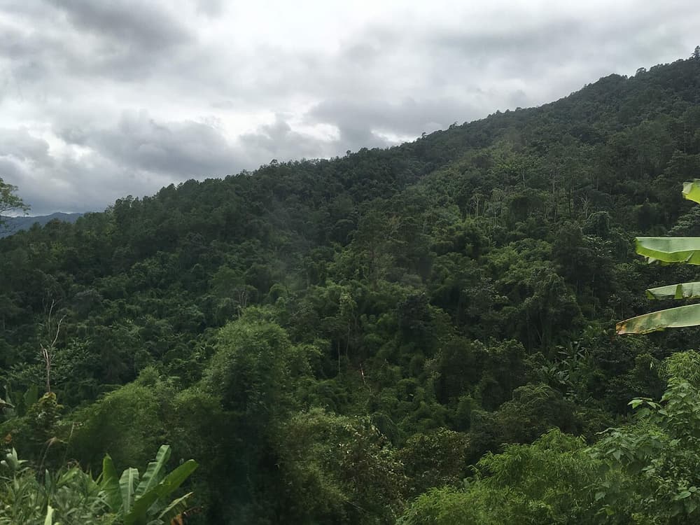 Forest in Mae Taeng District