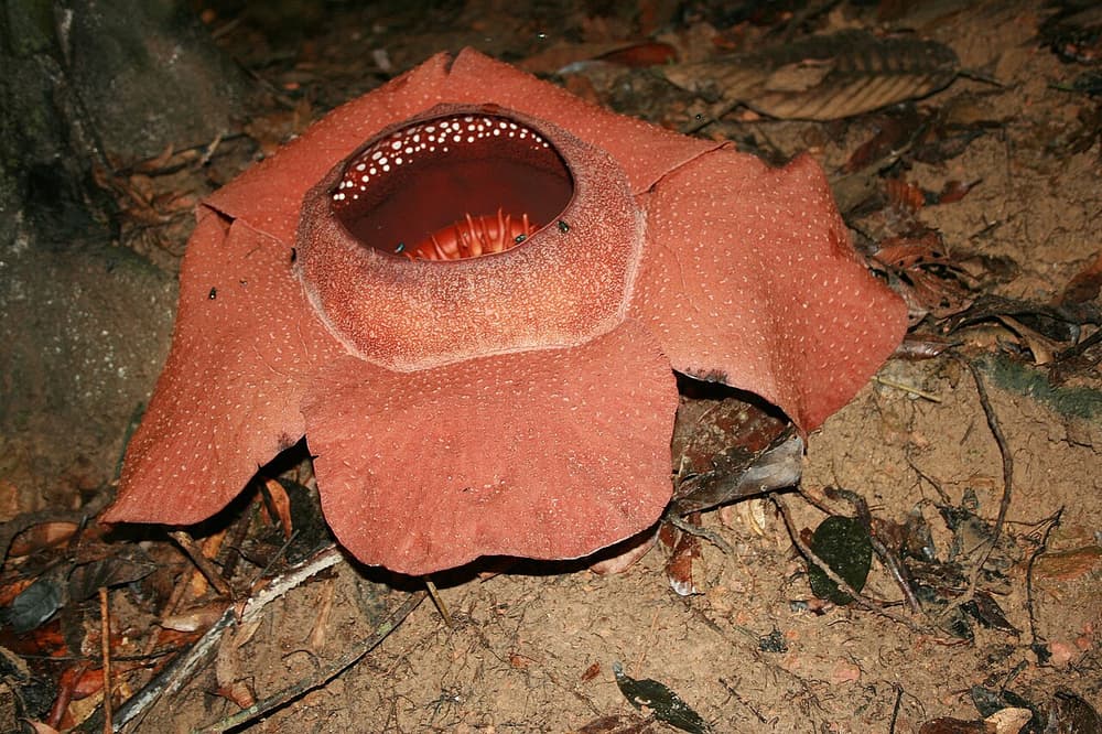 Rafflesia kerrii Khao Sok