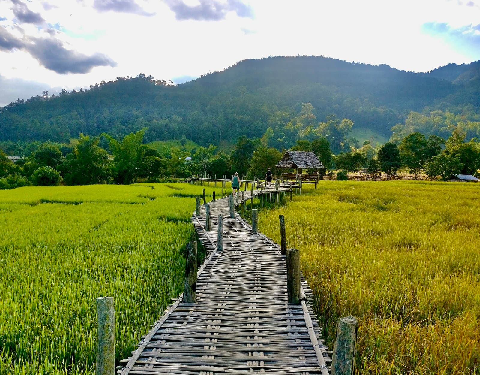 Rizières en terrasses dans les montagnes du nord de la Thaïlande