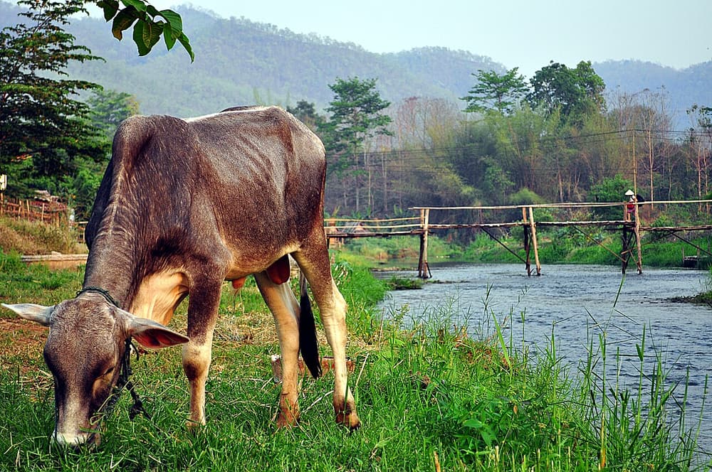 Descente de rivière en bouée dans la jungle